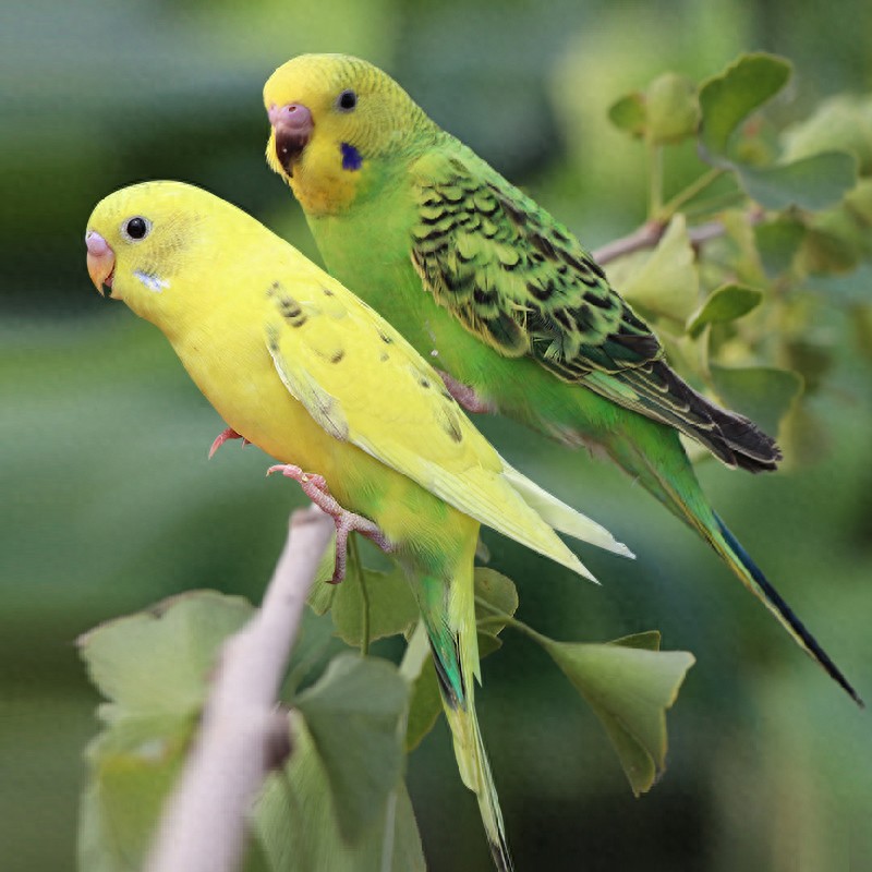 养虎皮鹦鹉的十大经验，我的多年养鸟心得-派特超人-宠物