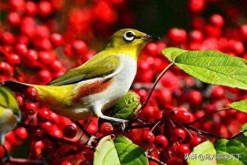 绣眼四季护理之夏季护理小常识-派特超人-宠物