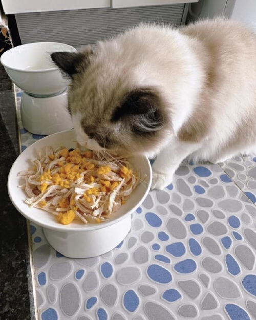 猫最爱吃的10种食物？-派特超人-宠物