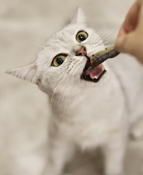 猫咪不同年龄段饮食偏好_猫咪十大最爱食物_猫咪最喜欢的猫粮口味