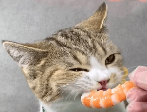 猫咪十大最爱食物_猫咪最喜欢的猫粮口味_猫咪不同年龄段饮食偏好