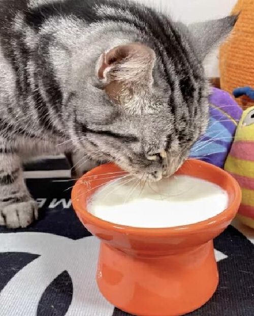 猫咪不同年龄段饮食偏好_猫咪十大最爱食物_猫咪最喜欢的猫粮口味