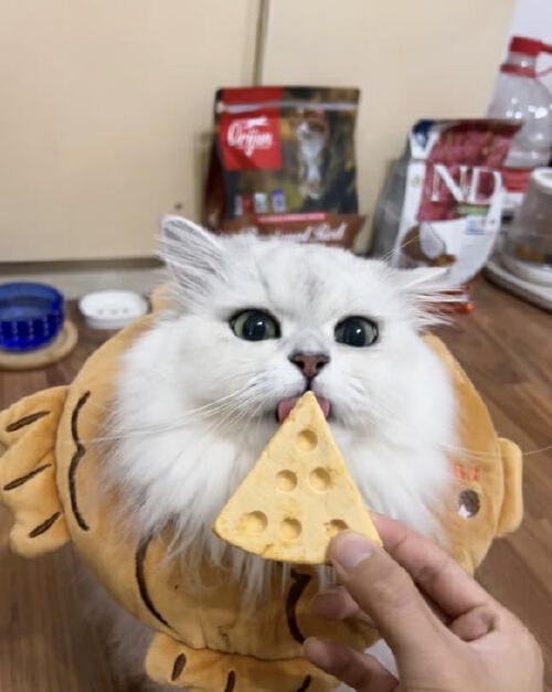 猫咪最喜欢的猫粮口味_猫咪十大最爱食物_猫咪不同年龄段饮食偏好