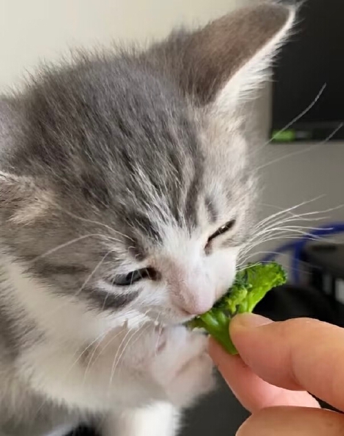 猫咪不同年龄段饮食偏好_猫咪最喜欢的猫粮口味_猫咪十大最爱食物
