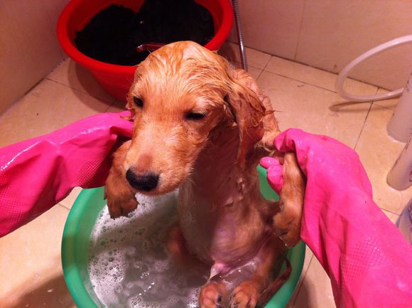 为狗狗洗澡还像打仗一样?七大法宝轻松帮你解决!-派特超人-宠物