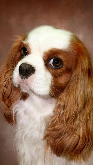 狗狗洗澡的正确方式-派特超人-宠物