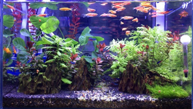 鱼缸鱼养太多死得快?新手必看的密度黄金法则,学会少踩 90% 的坑-派特超人-宠物