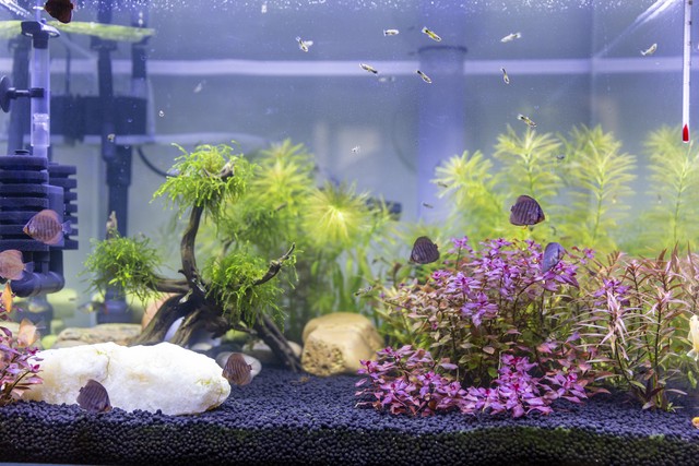 鱼缸造浪泵使用不当的伤害_鱼缸养鱼密度计算误区_合理鱼缸密度要素