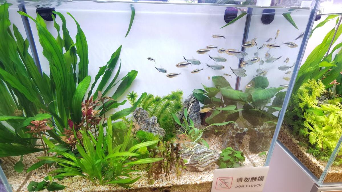 鱼缸造浪泵使用不当的伤害_鱼缸养鱼密度计算误区_合理鱼缸密度要素