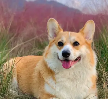 狗狗鼻子流透明水原因_狗狗鼻子分泌物？呼吸道感染和异物_狗狗鼻子流清水处理方法