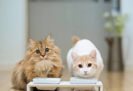 猫咪喜欢吃哪些食物?-派特超人-宠物