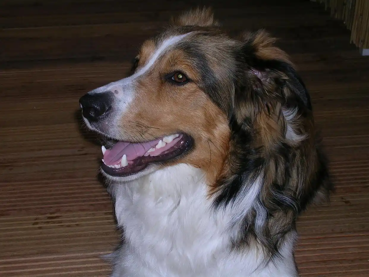 宠物犬流鼻涕原因分析_犬类呼吸道疾病预防措施_狗狗鼻子分泌物？呼吸道感染和异物