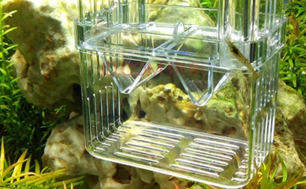 孔雀鱼鱼缸最重要的氨氮问题解决方案