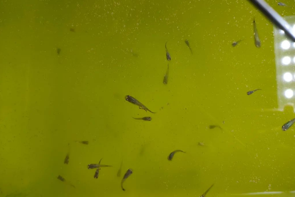 孔雀鱼鱼缸最重要的氨氮问题解决方案