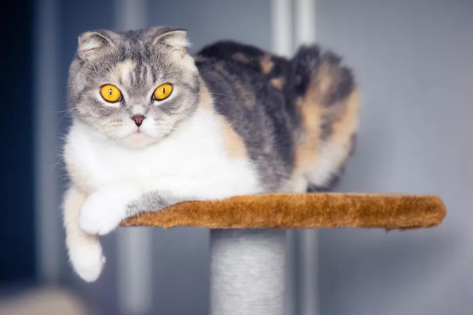 多功能猫树推荐_猫树种类_怎样选择适合猫咪的猫爬架