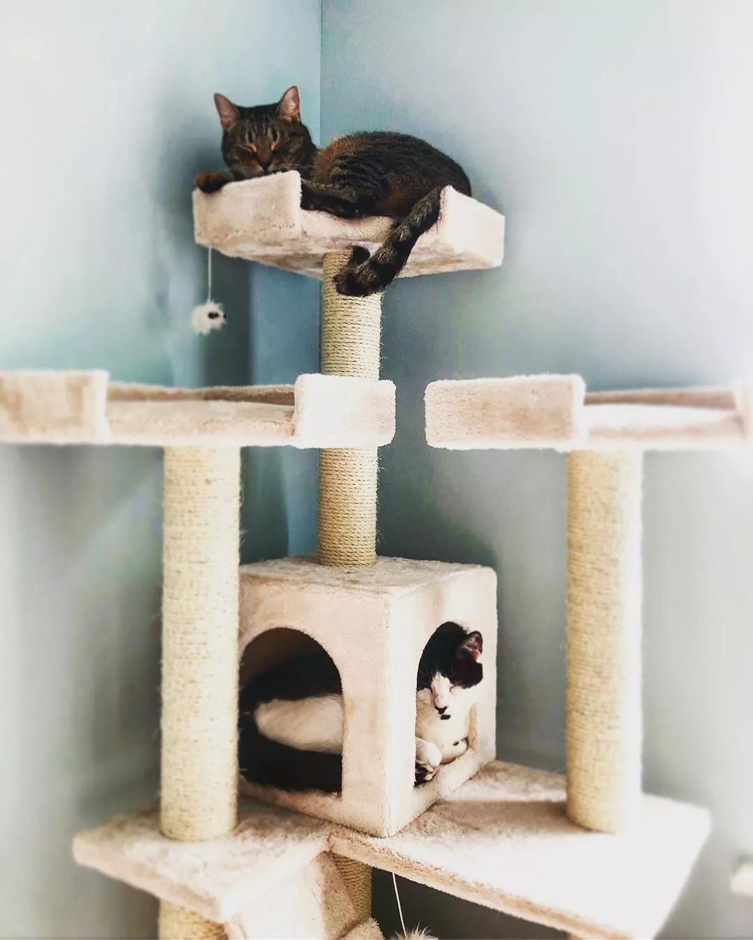 猫树种类_多功能猫树推荐_怎样选择适合猫咪的猫爬架