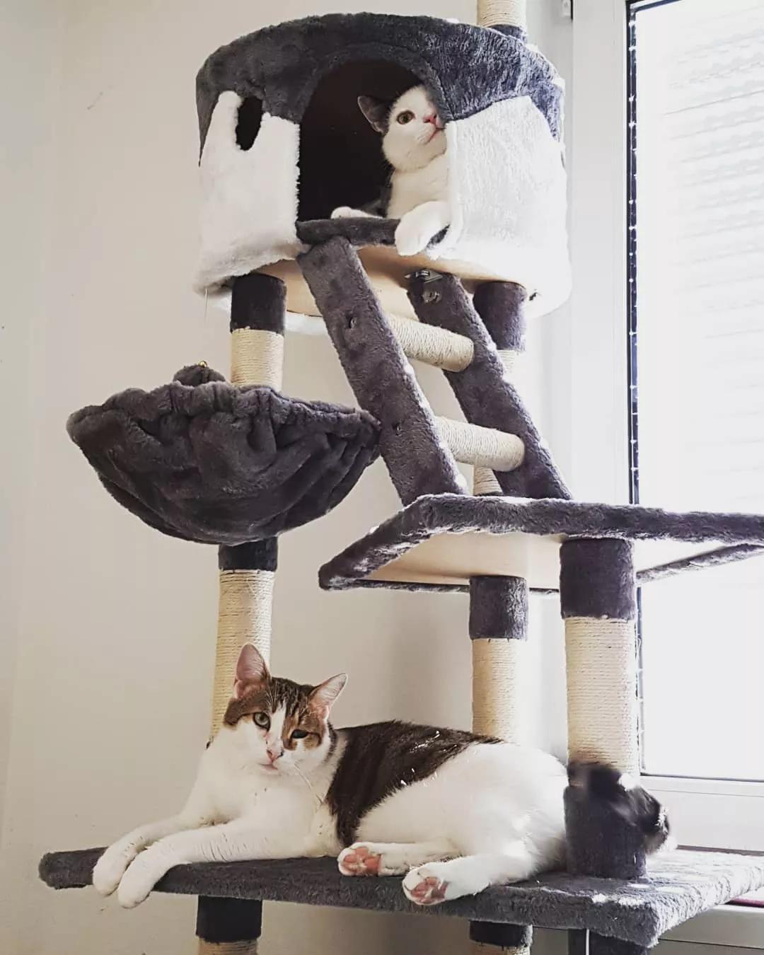 多功能猫树推荐_猫树种类_怎样选择适合猫咪的猫爬架