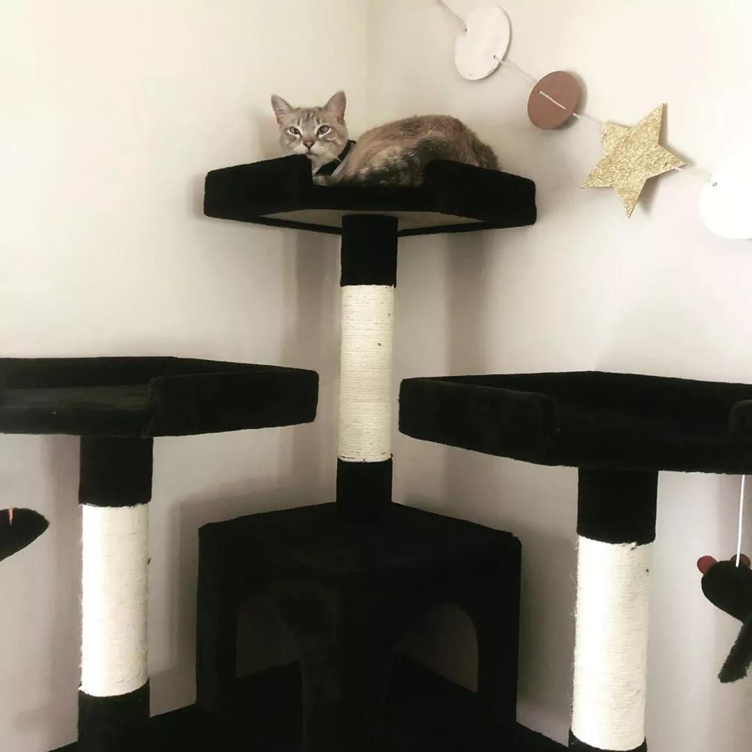 猫树种类_怎样选择适合猫咪的猫爬架_多功能猫树推荐