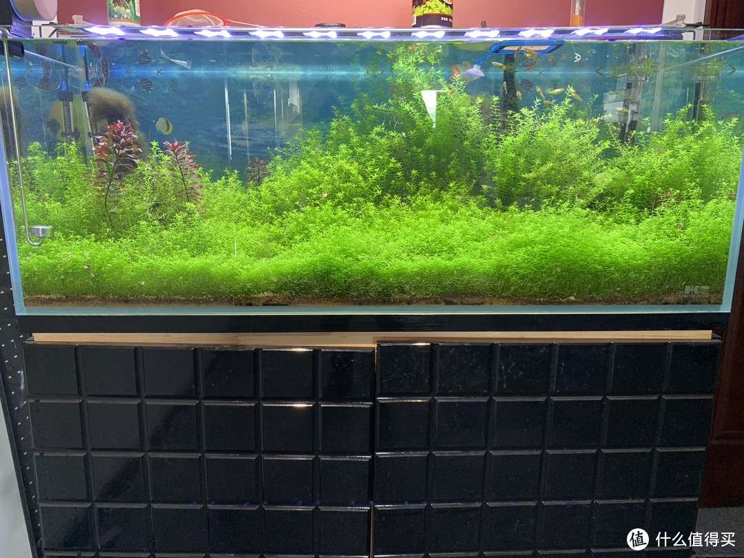 北方草缸养鱼经验_水草养护中的关键细节_趴地矮珍珠水草养殖