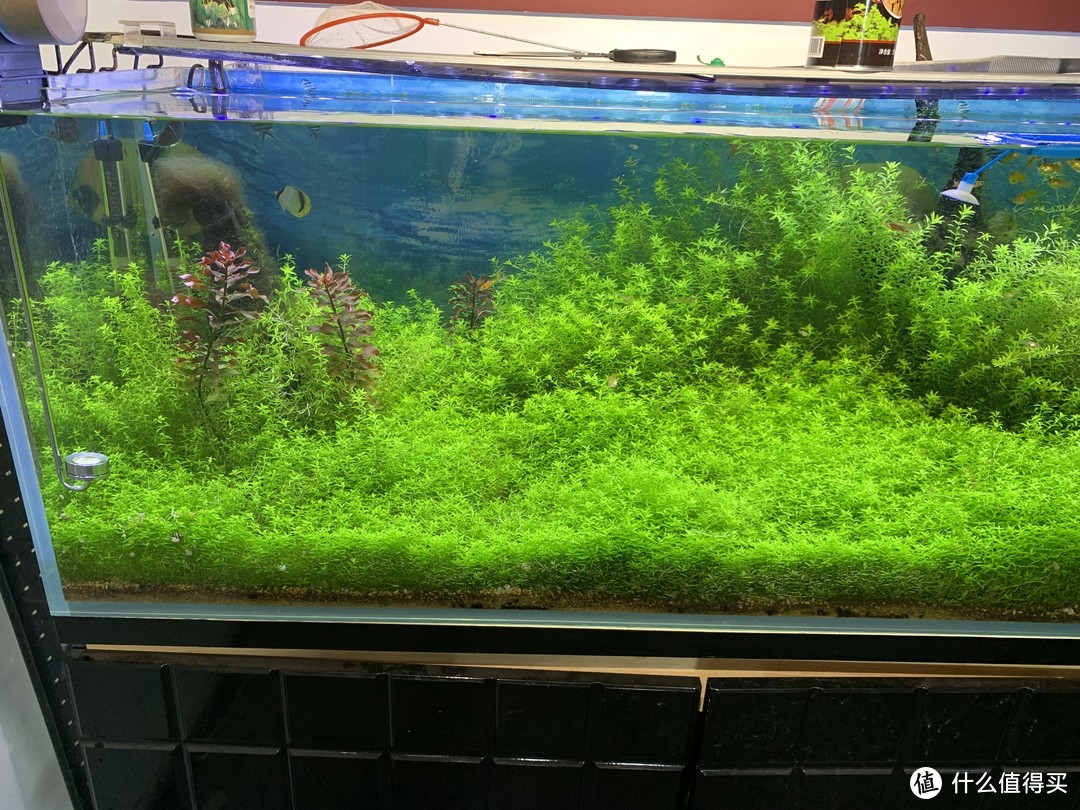 趴地矮珍珠水草养殖_水草养护中的关键细节_北方草缸养鱼经验
