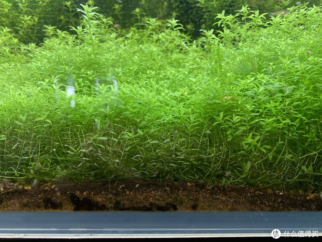 趴地矮珍珠水草养殖_北方草缸养鱼经验_水草养护中的关键细节
