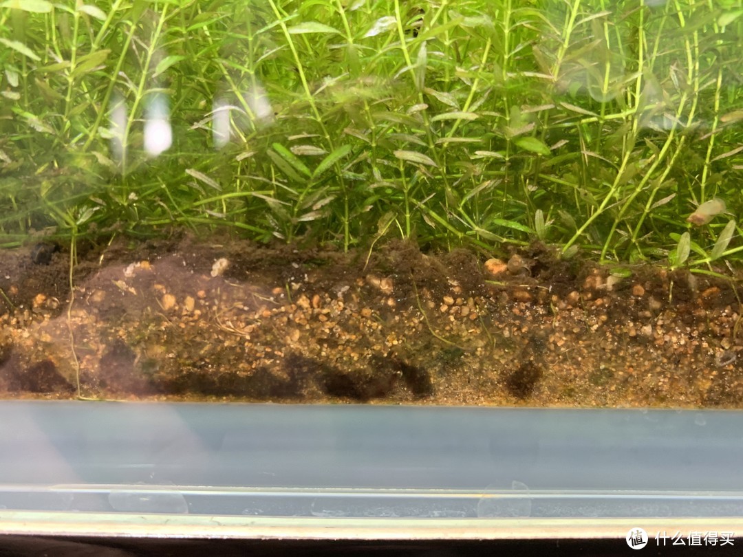 趴地矮珍珠水草养殖_北方草缸养鱼经验_水草养护中的关键细节