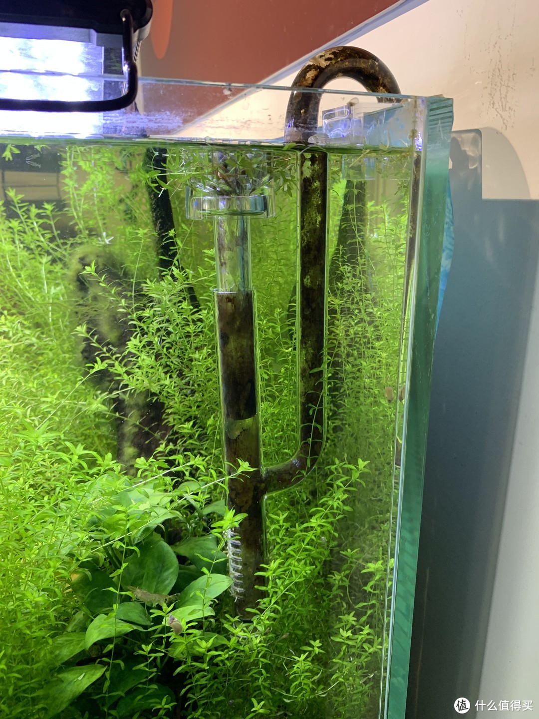 趴地矮珍珠水草养殖_水草养护中的关键细节_北方草缸养鱼经验