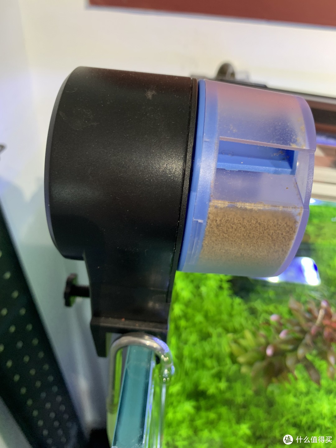 水草养护中的关键细节_北方草缸养鱼经验_趴地矮珍珠水草养殖