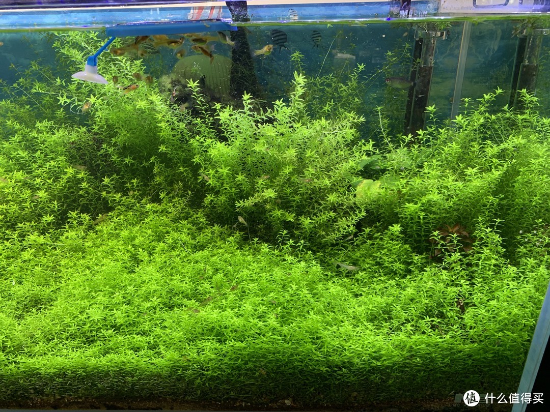 水草养护中的关键细节_趴地矮珍珠水草养殖_北方草缸养鱼经验