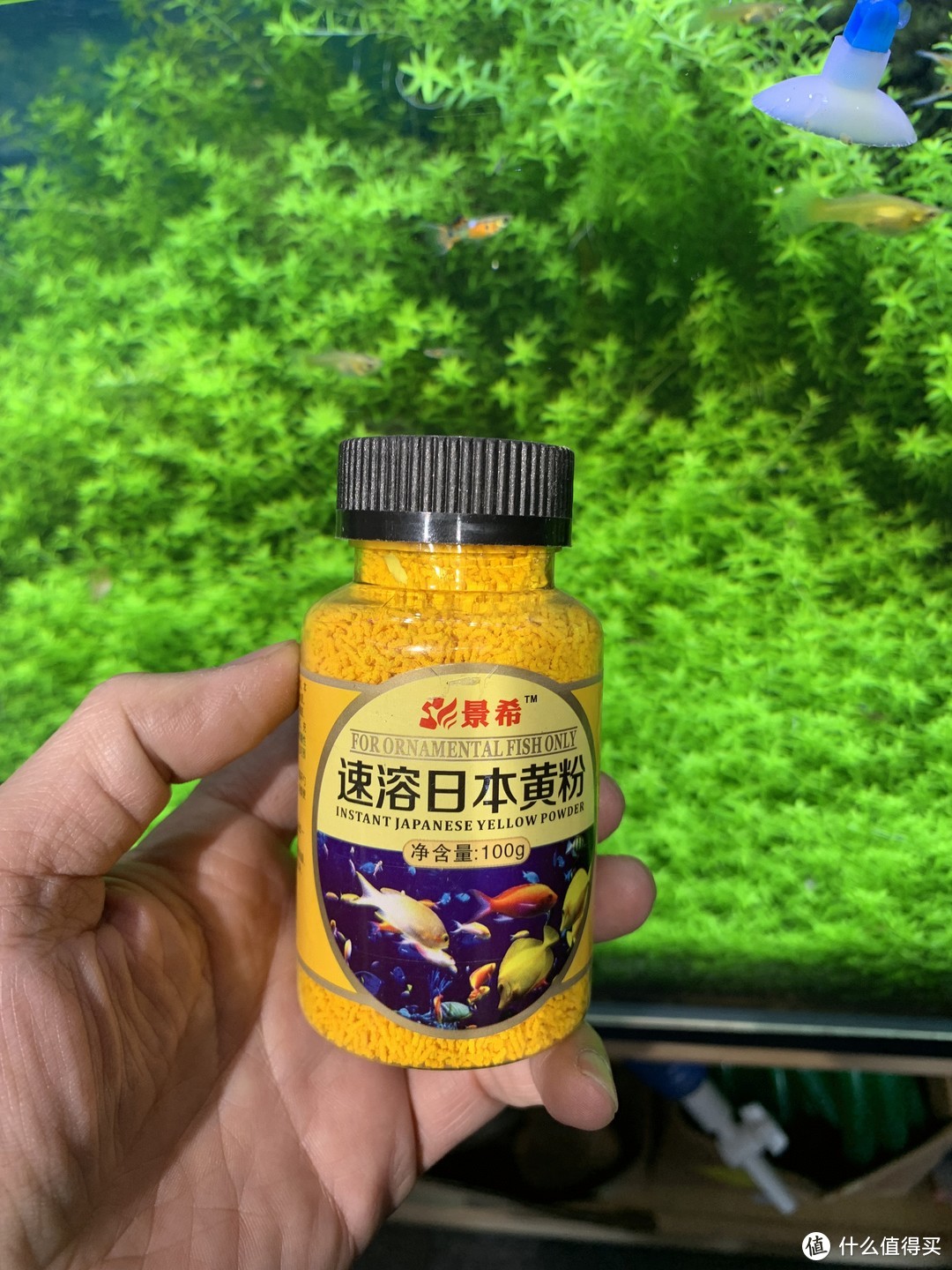水草养护中的关键细节_北方草缸养鱼经验_趴地矮珍珠水草养殖