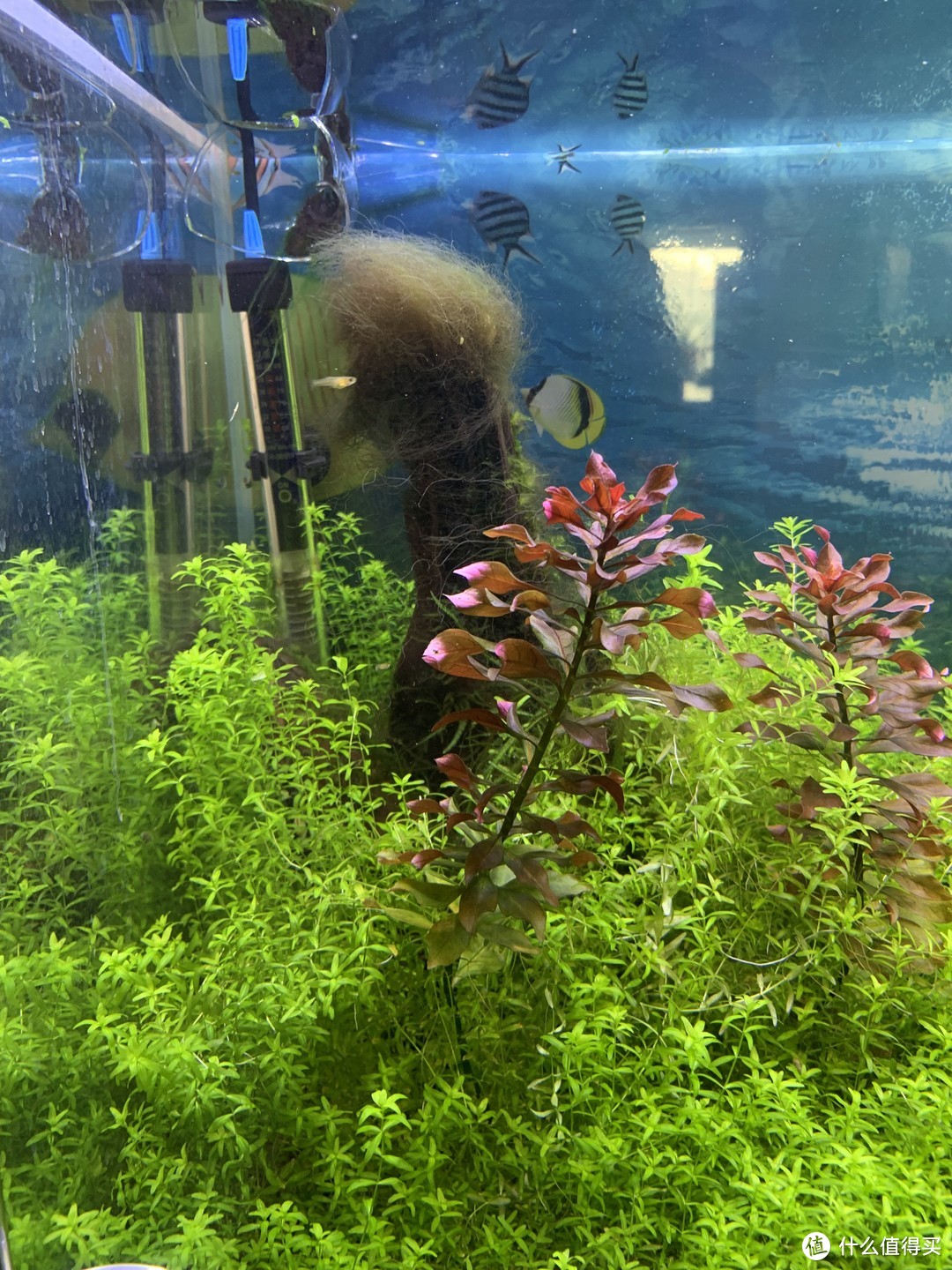 趴地矮珍珠水草养殖_水草养护中的关键细节_北方草缸养鱼经验
