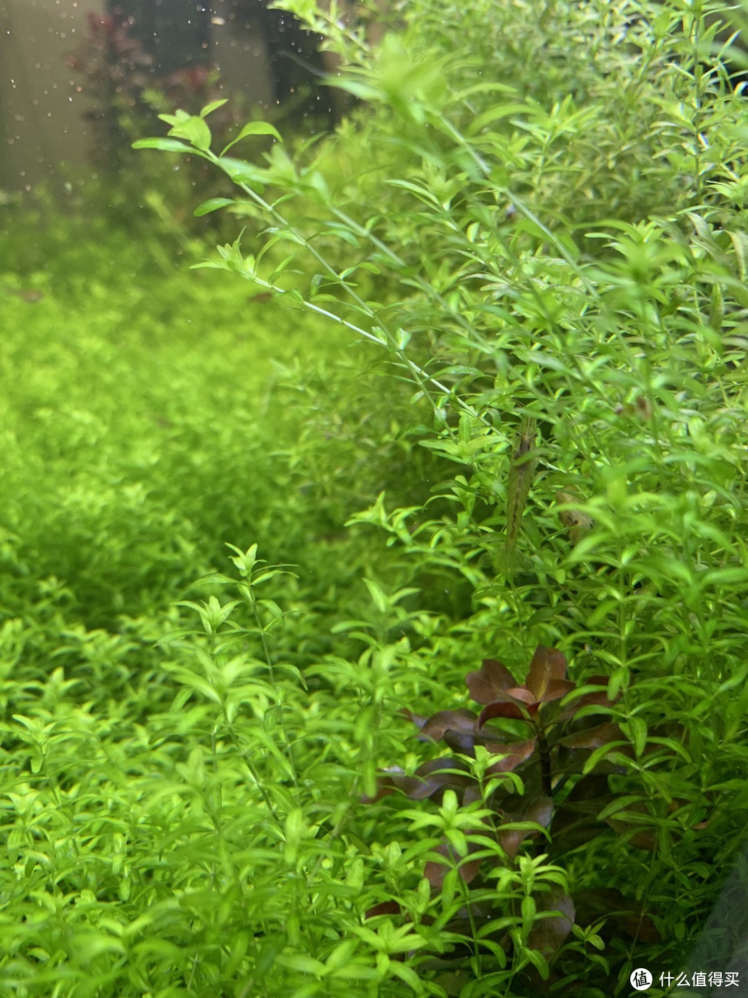 北方草缸养鱼经验_水草养护中的关键细节_趴地矮珍珠水草养殖