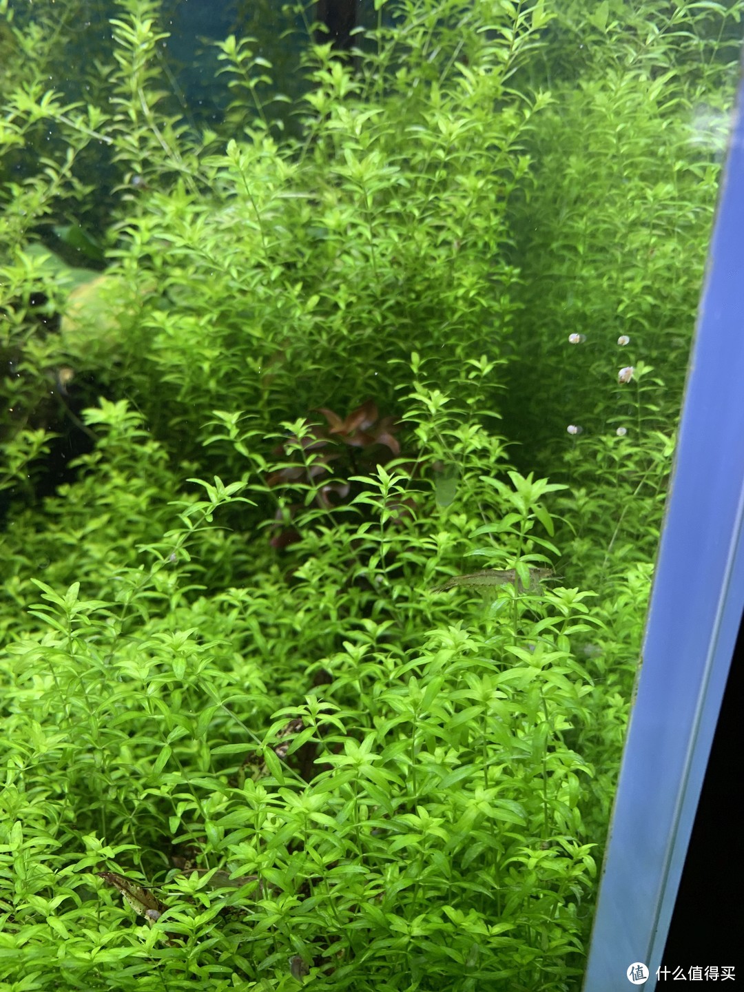 趴地矮珍珠水草养殖_水草养护中的关键细节_北方草缸养鱼经验