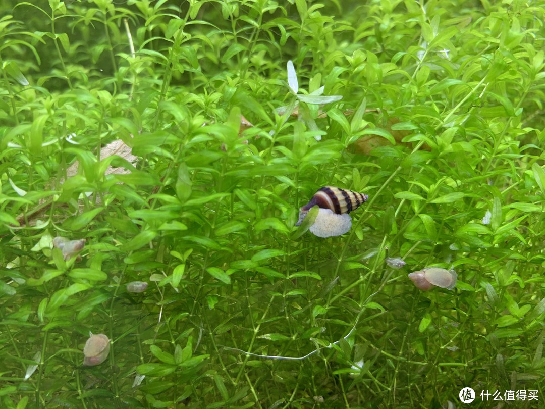 北方草缸养鱼经验_趴地矮珍珠水草养殖_水草养护中的关键细节