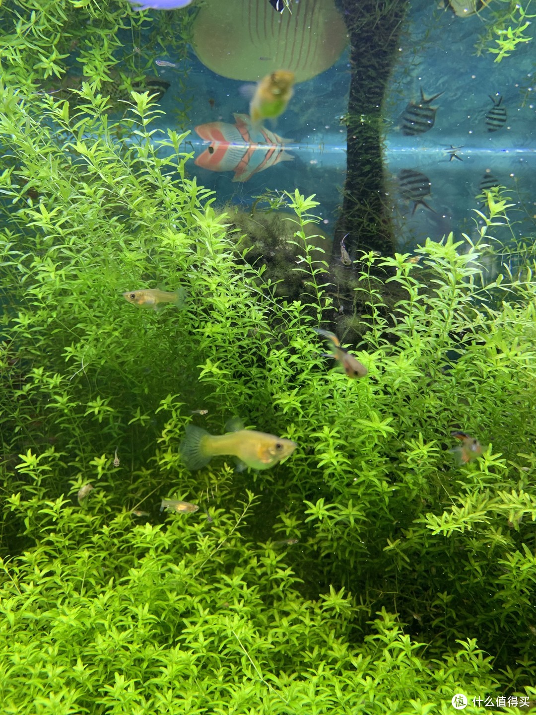 趴地矮珍珠水草养殖_水草养护中的关键细节_北方草缸养鱼经验