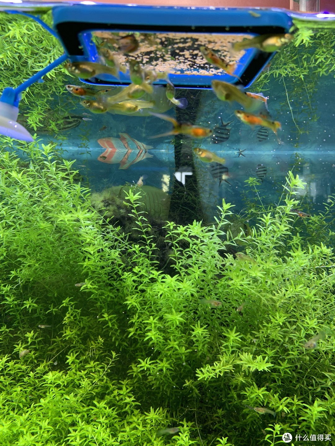 水草养护中的关键细节_北方草缸养鱼经验_趴地矮珍珠水草养殖