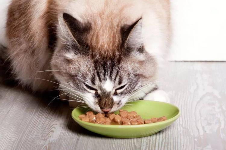 猫咪健康饮食需求_凯特思鸡肉三文鱼猫粮E79_猫咪最喜欢的猫粮口味