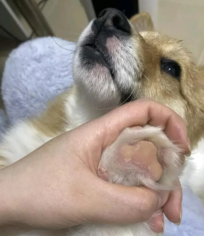 狗狗脚臭解决方法_如何清理狗狗的趾间毛_狗狗脚臭原因