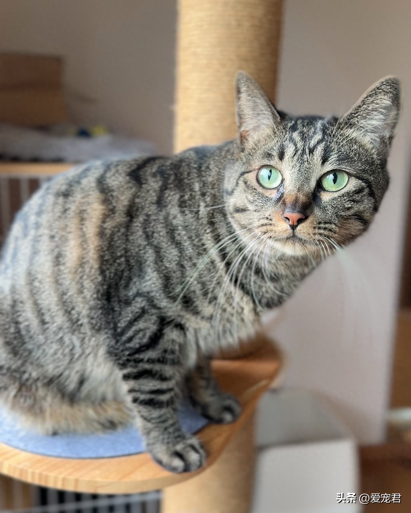 小房间大乐趣!为你和喵星人量身打造的节省空间的猫爬架-派特超人-宠物