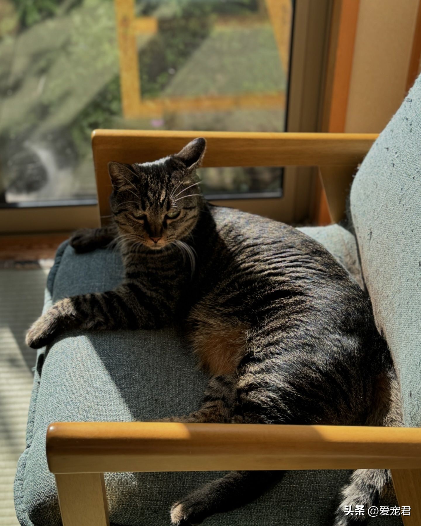 节省空间猫爬架_猫咪垂直运动健身房_怎样选择适合猫咪的猫爬架