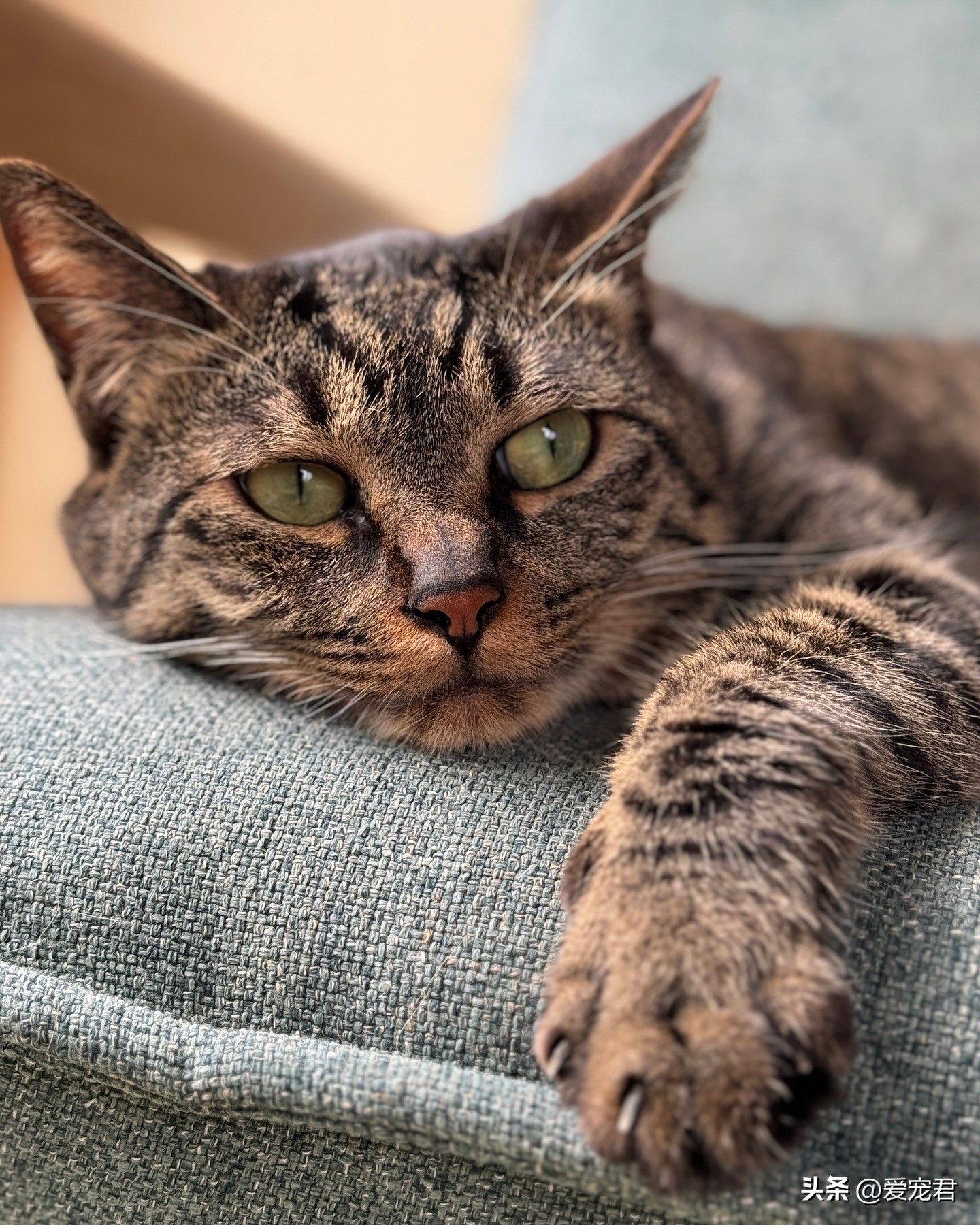 猫咪垂直运动健身房_怎样选择适合猫咪的猫爬架_节省空间猫爬架
