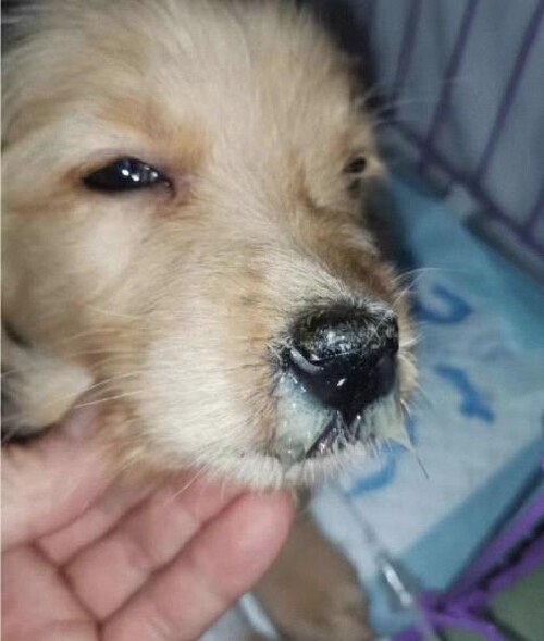 狗狗流脓鼻涕原因处理_呼吸道感染狗狗症状治疗_狗狗鼻子分泌物？呼吸道感染和异物