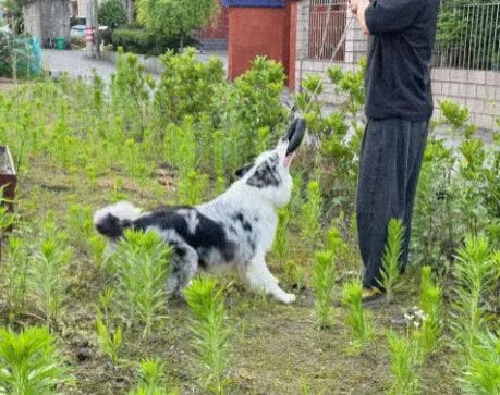呼吸道感染狗狗症状治疗_狗狗鼻子分泌物？呼吸道感染和异物_狗狗流脓鼻涕原因处理