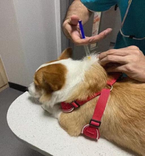 呼吸道感染狗狗症状治疗_狗狗鼻子分泌物？呼吸道感染和异物_狗狗流脓鼻涕原因处理