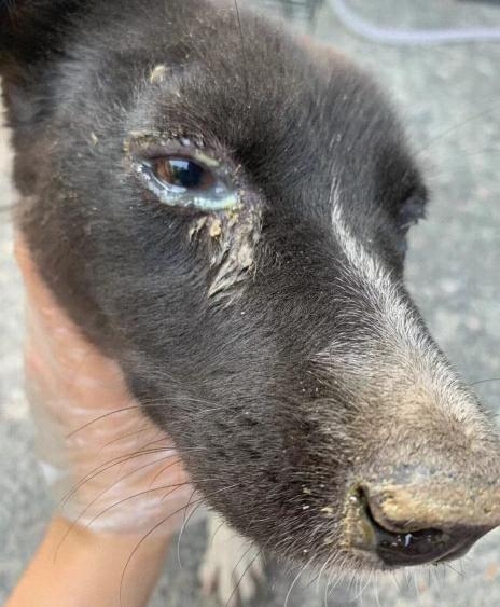 狗狗鼻子分泌物？呼吸道感染和异物_狗狗流脓鼻涕原因处理_呼吸道感染狗狗症状治疗