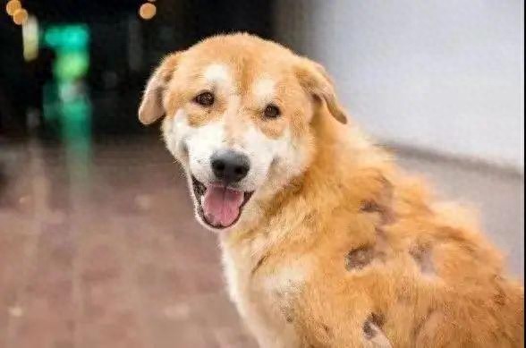 魔都阴雨不断,狗子越来越秃,这皮肤病要如何预防-派特超人-宠物