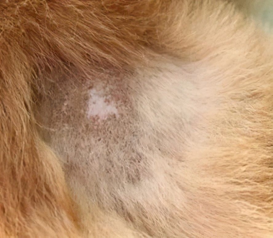 狗狗皮肤病类型_夏季狗狗皮肤病预防_狗狗耳朵边缘结痂？疥螨和自体损伤