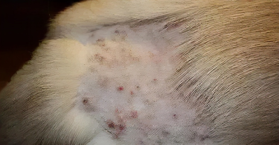 夏季狗狗皮肤病预防_狗狗皮肤病类型_狗狗耳朵边缘结痂？疥螨和自体损伤