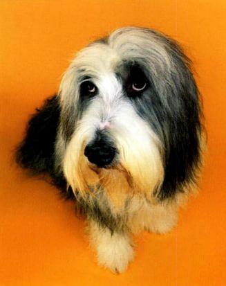 家有狗狗爱打洞-派特超人-宠物