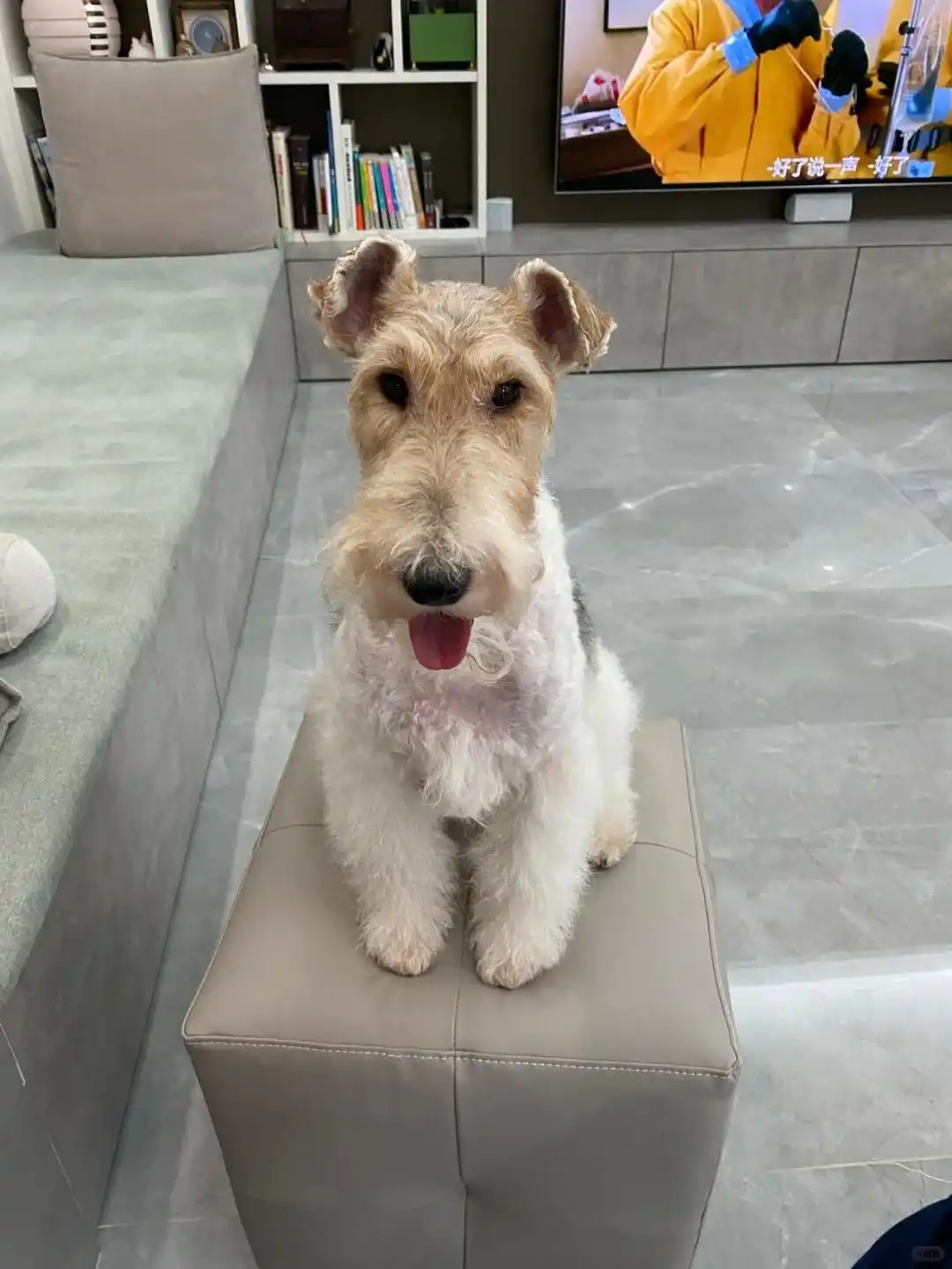 狗狗频繁打喷嚏并喷出异物,是何缘由?如何缓解?-派特超人-宠物